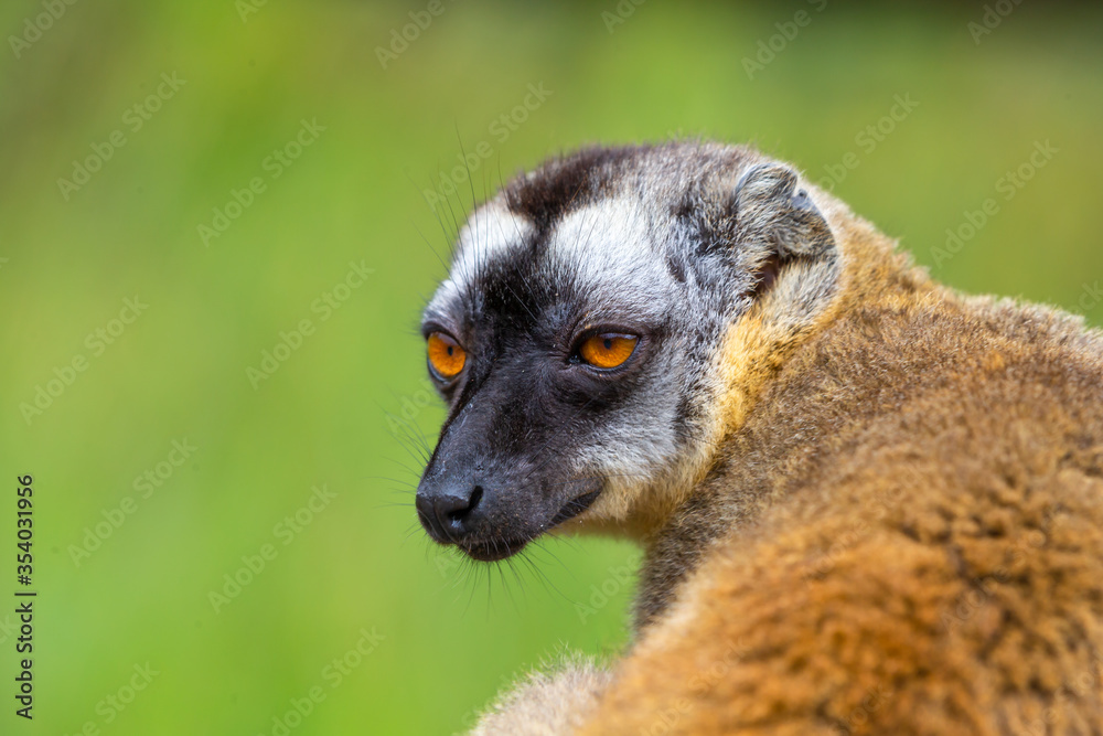 Portrait of a brown maki, a close up of a funny lemur Portrait of a brown maki, a close up of a funny lemur