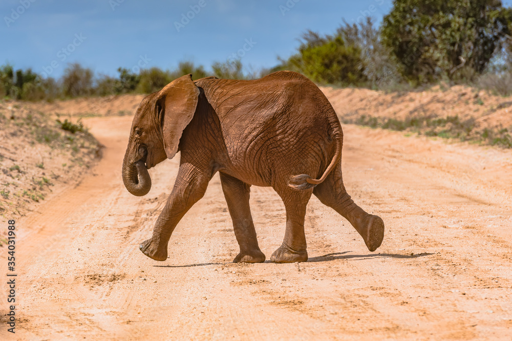 Ταπετσαρία The elephants of Tsavo NAtional PArk