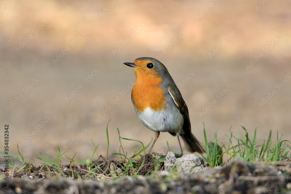 petirrojo posado en el suelo del parque con hojas verdes (Erithacus rubecula) Ojén Andalucía España petirrojo posado en el suelo del parque con hojas verdes (Erithacus rubecula) Ojén Andalucía España