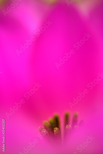 Echinocereus flower.