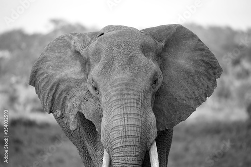 Canvas Print The face of a red elephant taken up close