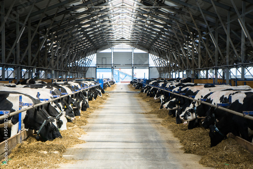 Billede på lærred dairy cows on a farm in the stall