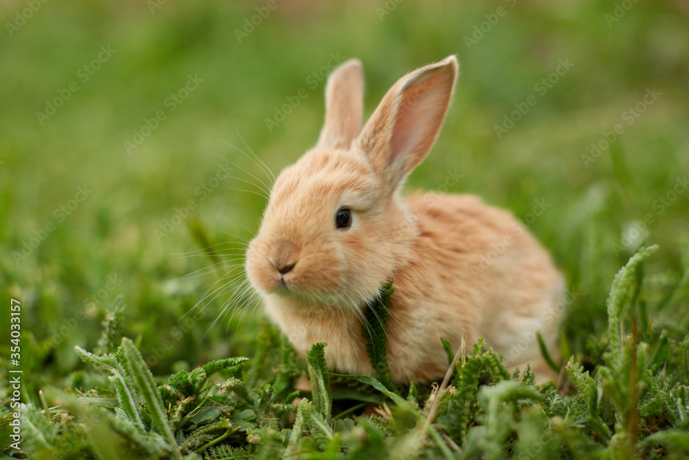 Cute easter orange bunny rabbit on green grass and green blurred background. Close up Cute easter orange bunny rabbit on green grass and green blurred background. Close up