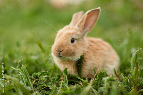 Cute easter orange bunny rabbit on green grass and green blurred background. Close up