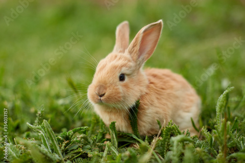 Cute easter orange bunny rabbit on green grass and green blurred background. Close up © Vladimir Koshkarov