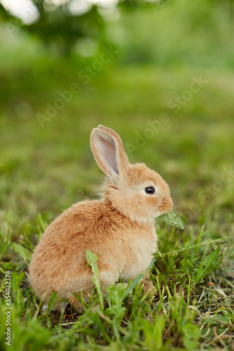 Cute easter orange bunny rabbit on green grass and green blurred background. Close up