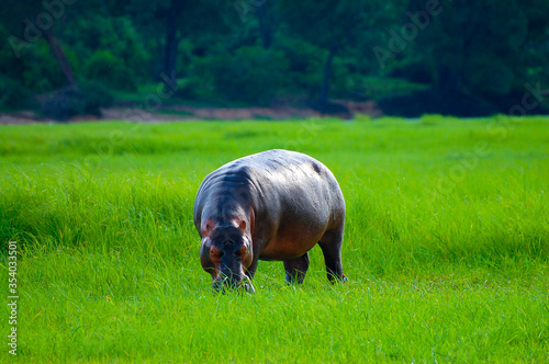 Hippopotamus Grazing Grass on Land