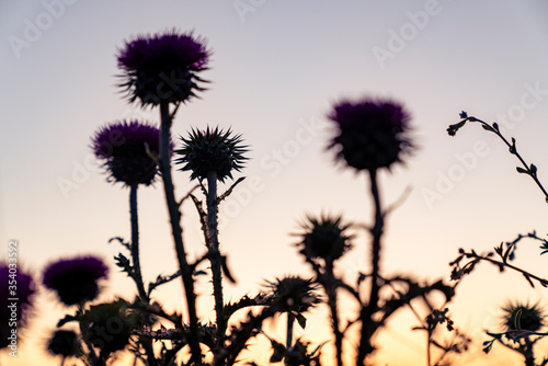 thistle plant evening sunset © FATIR29