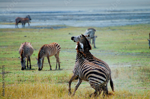 Zebras Fighting - Ngorongoro Crater - Tanzania