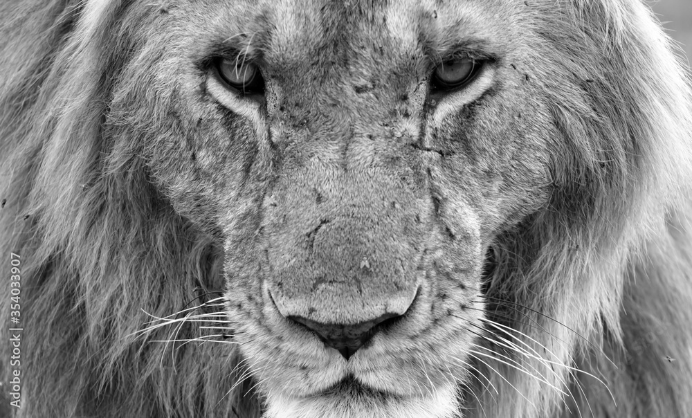 Φωτογραφία The face of a big lion in closeup