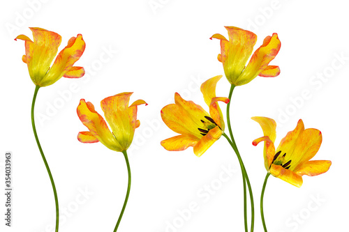 Fototapeta Naklejka Na Ścianę i Meble -  spring colorful flowers tulips. nature