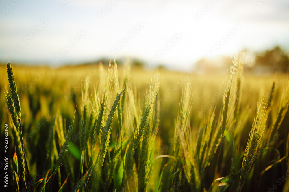 Young green spikelets of wheat shine bright on the sunset at the field. New harvest is growing with ripening ears of wheat on sunny summer day. Agricultural concept. Young green spikelets of wheat shine bright on the sunset at the field. New harvest is growing with ripening ears of wheat on sunny summer day. Agricultural concept.
