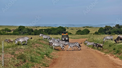 Photography A group of wild animals - striped zebras and brown wildebeests cheerfully cross the dirt road in Masai Mara Park