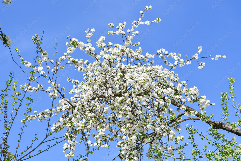 Blossoming apple tree. Blossoming apple tree.