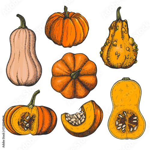 Vector set with ink pumpkins