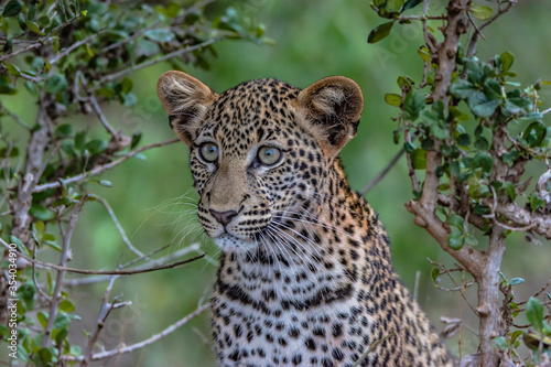 A close up of a young Leopard in the wild