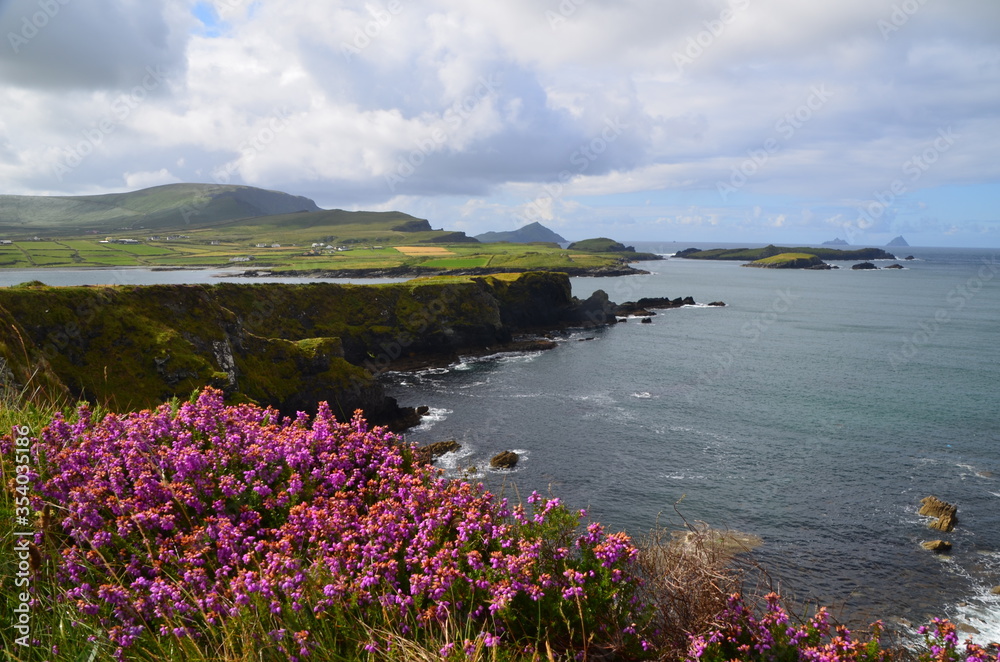Irish coast flowers