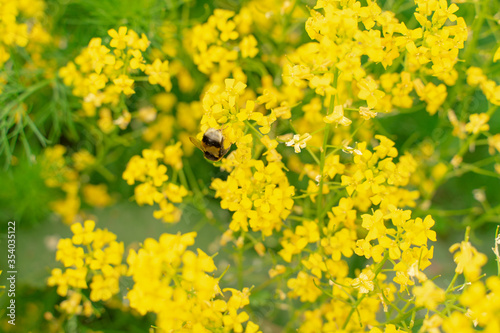 The bedstraw is real. background of yellow flowers with selective focus. bee sitting on a flower