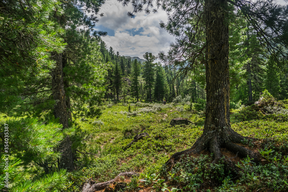 mountain range, evergreen trees and green grass field with pathway during summer day, Khamar-Daban, Siberia, Russia, national park mountain range, evergreen trees and green grass field with pathway during summer day, Khamar-Daban, Siberia, Russia, national park
