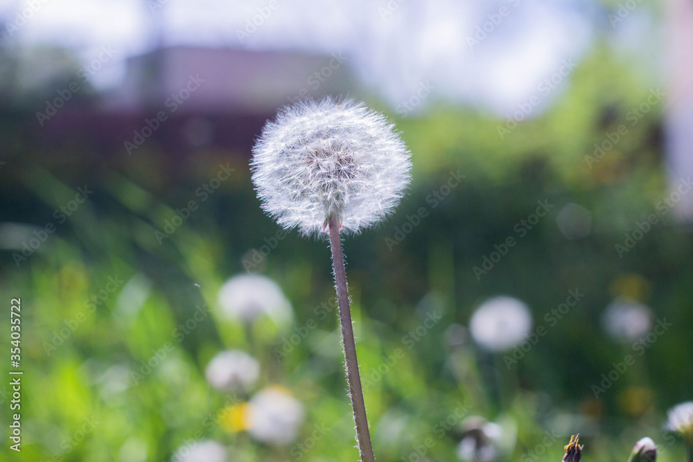 White dandelion, Dandelion grows in a green field. White dandelion, Dandelion grows in a green field.