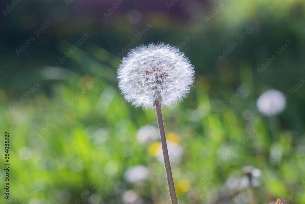 White dandelion, Dandelion grows in a green field. White dandelion, Dandelion grows in a green field.
