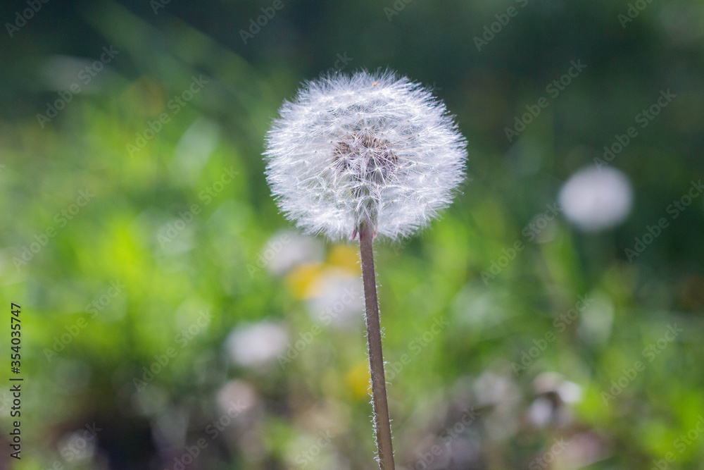 White dandelion, Dandelion grows in a green field. White dandelion, Dandelion grows in a green field.