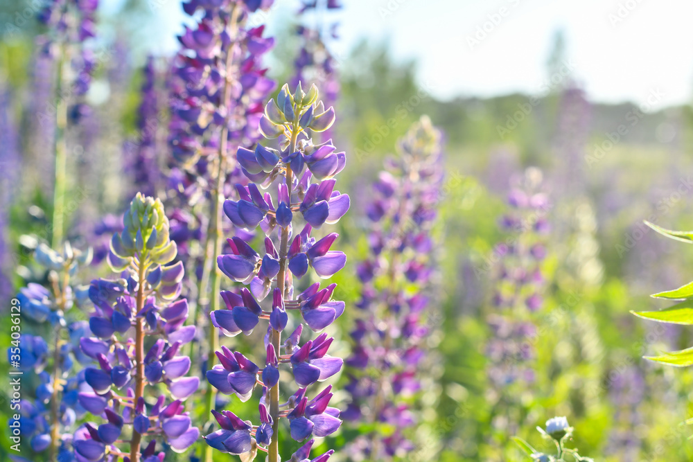 Obraz premium Lupine flowers on the sunset field.
