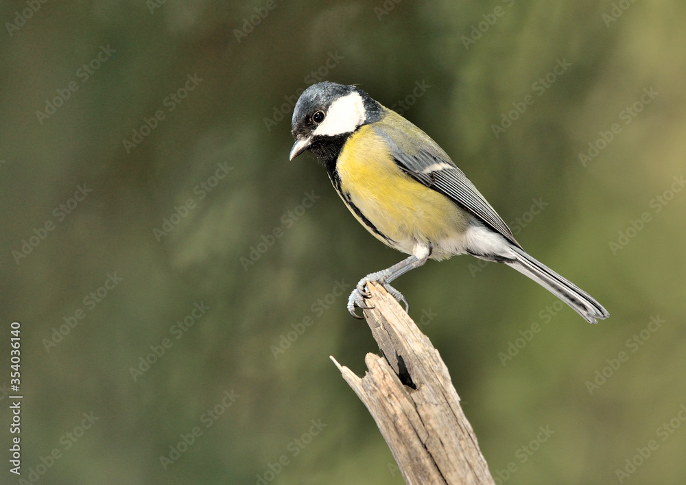 carbonero común posado en una rama con fondo verde (Parus major) Marbella Andalucía España carbonero común posado en una rama con fondo verde (Parus major) Marbella Andalucía España
