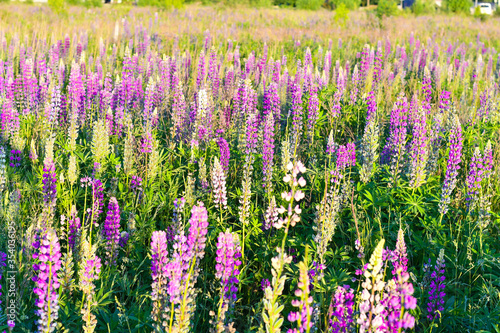 Lupine flowers on the sunset field. © Olena_Fomina