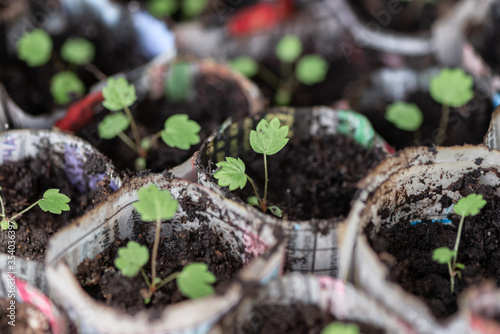 Close up of green seedlings in paper pots. Home gardening concept