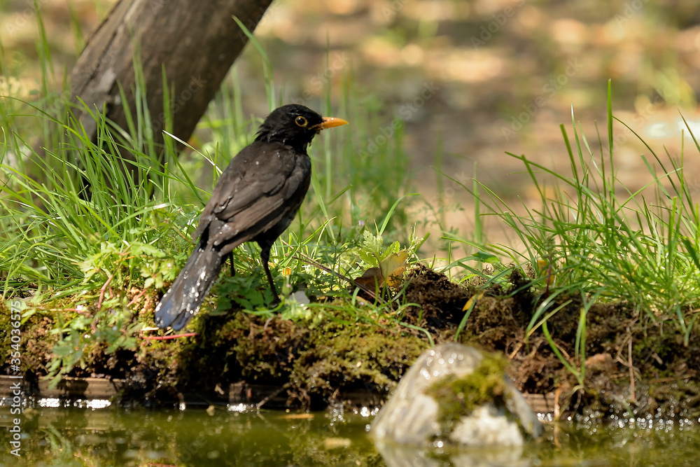 Fototapeta premium mirlo común posado en el borde del estanque (Turdus merula) Marbella Andalucía España 