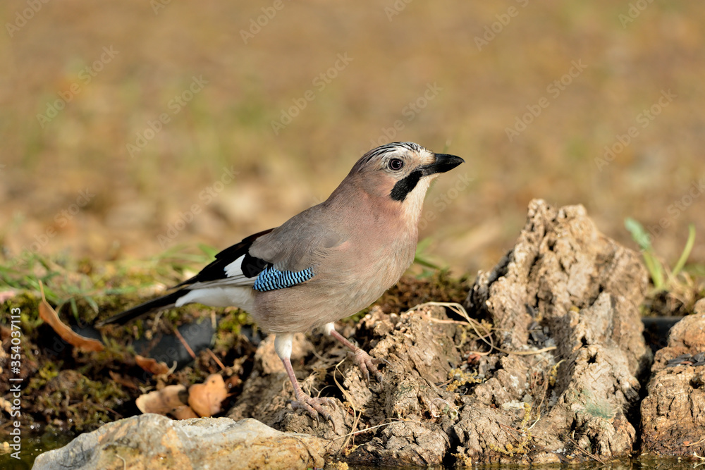 arrendajo bebiendo agua en el estanque del parque (Garrulus glandarius) Ojén Andalucía España arrendajo bebiendo agua en el estanque del parque (Garrulus glandarius) Ojén Andalucía España