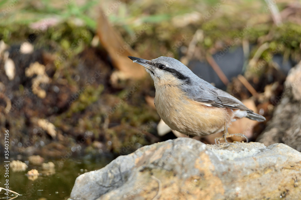 Naklejka premium trepador azul posado en una piedra en el parque (Sitta europaea) marbella Andalucía España 