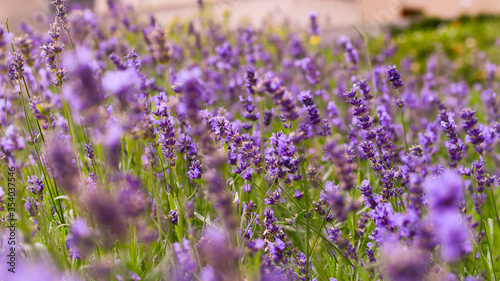 Lavender closeup picture. Blurred background