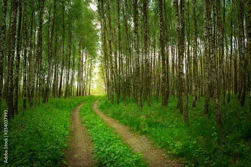 Dirt road with green grass through the birch forest