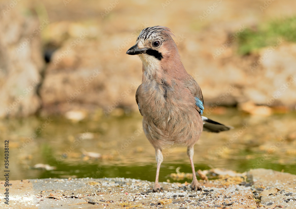arrendajo bebiendo agua en el estanque del bosque (Garrulus glandarius) Ojén Andalucía España arrendajo bebiendo agua en el estanque del bosque (Garrulus glandarius) Ojén Andalucía España