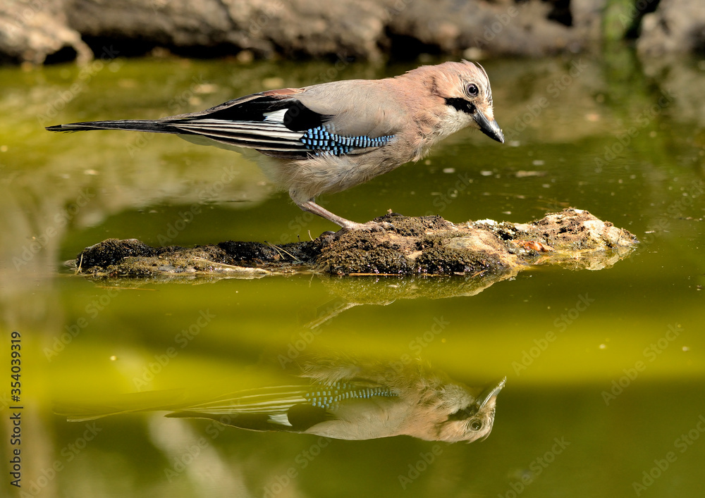 Obraz premium arrendajo bebiendo agua en el estanque del bosque (Garrulus glandarius) Ojén Andalucía España 