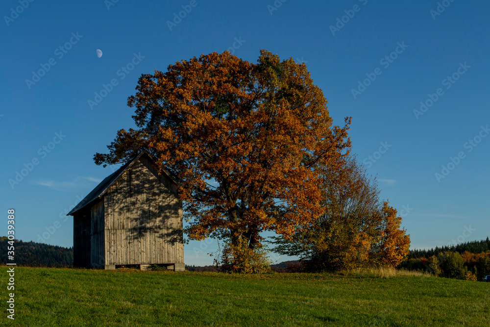 An old wooden barn in the middle of a green grass field in autumn,with oak tree next to it.Blue sky in the background.