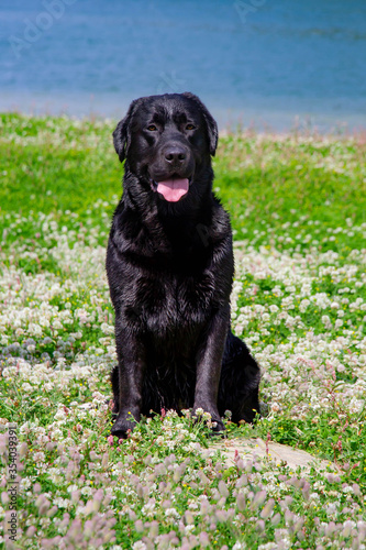 labrador retriever on nature. Portrait.