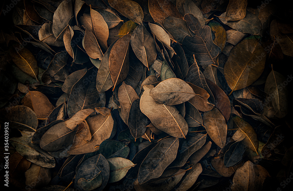 A Moody shot of fallen leaves on the ground showing rich array of colors,patterns and details.
A Moody shot of fallen leaves on the ground showing rich array of colors,patterns and details.