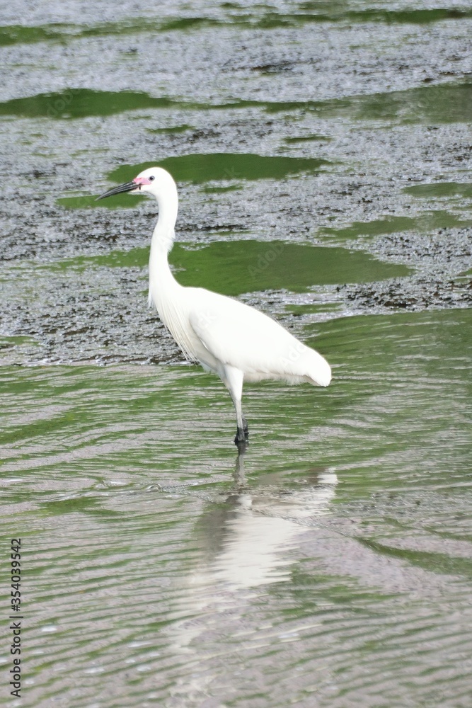 White Japanese Crane in water body