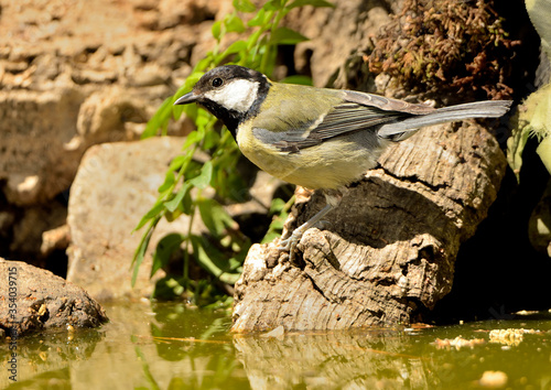 carbonero común posado en las piedras del estanque del parque (Parus major) Ojén Andalucía España 