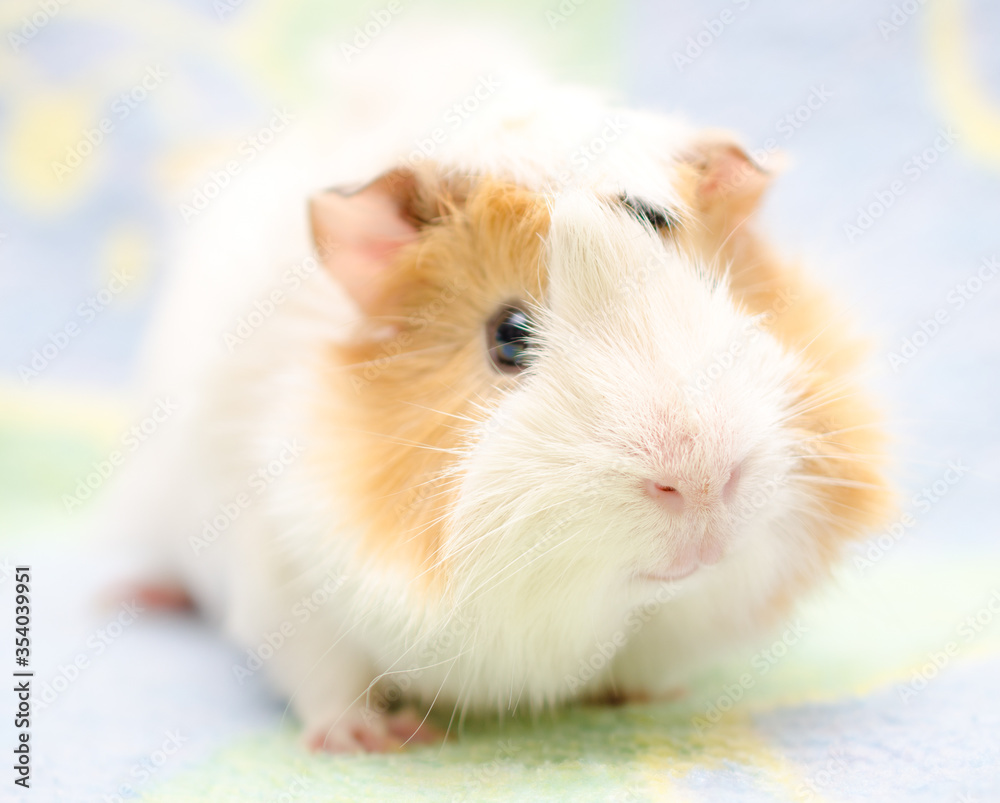 Cute Abyssinian guinea pig against a bright background (shallow DOF, selective focus on the guinea pig nose) Cute Abyssinian guinea pig against a bright background (shallow DOF, selective focus on the guinea pig nose)