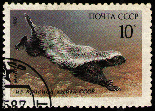 Tablou canvas USSR - CIRCA 1987: stamp printed in USSR, shows animal Honey Badger (Mellivora c