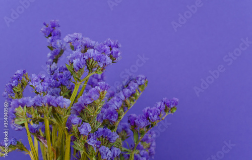 Violet flowers against an ultra violet background  copy space on the right 