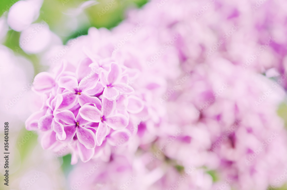 Soft focus blurred lilac flowers as an abstract blurred floral background (very shallow DOF, soft focus), retro toned
