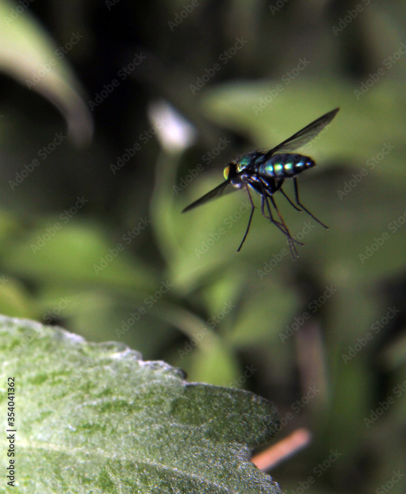 Fototapeta premium Fly