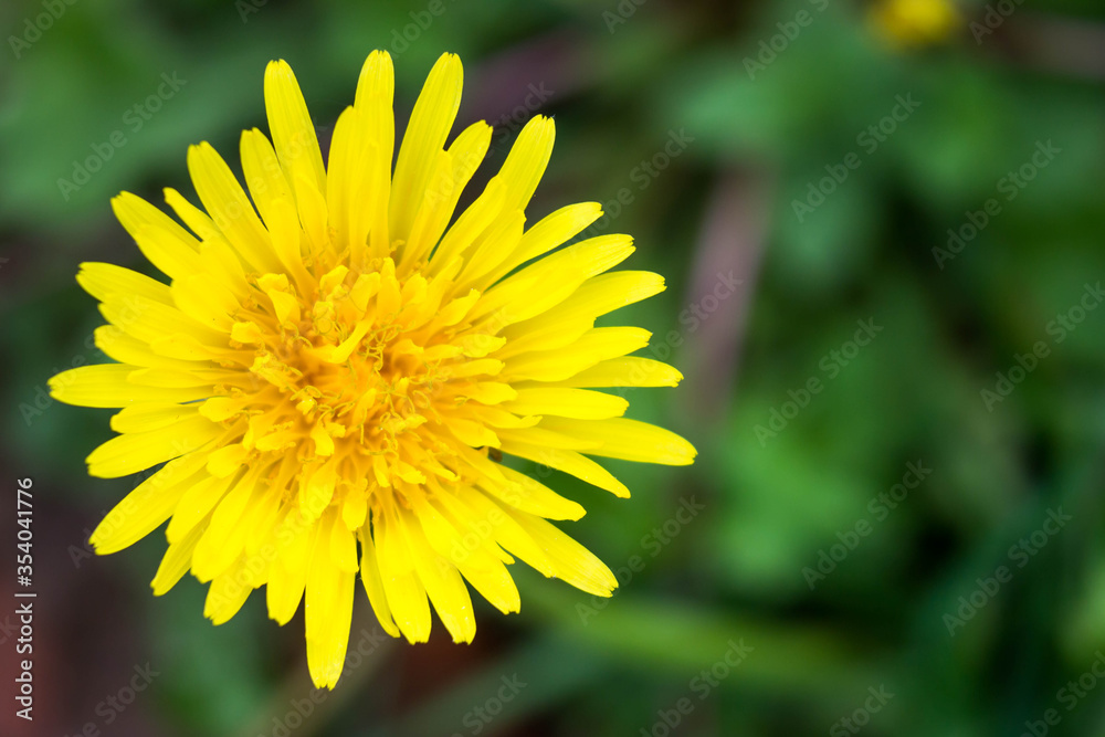 Bright yellow dandelion, top view. Macro photo. With place for your design Bright yellow dandelion, top view. Macro photo. With place for your design