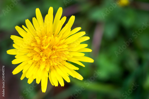 Bright yellow dandelion  top view. Macro photo. With place for your design