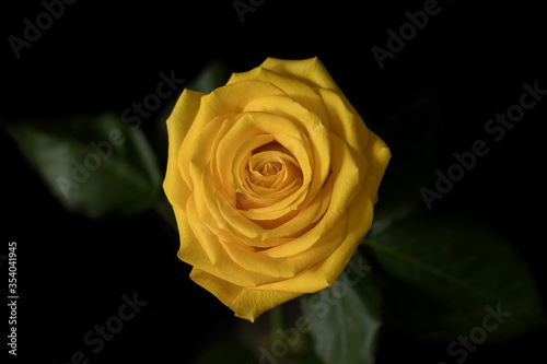 Yellow rose on black background